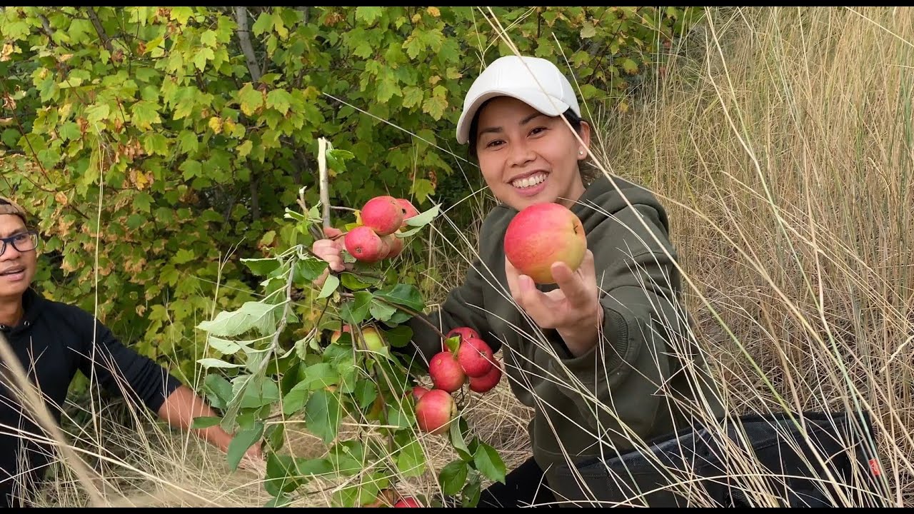 Vào Rừng Tìm Nấm Tùng Nhung - Hái Táo , Lê , Hạt Dẻ  Rừng Ở Canada