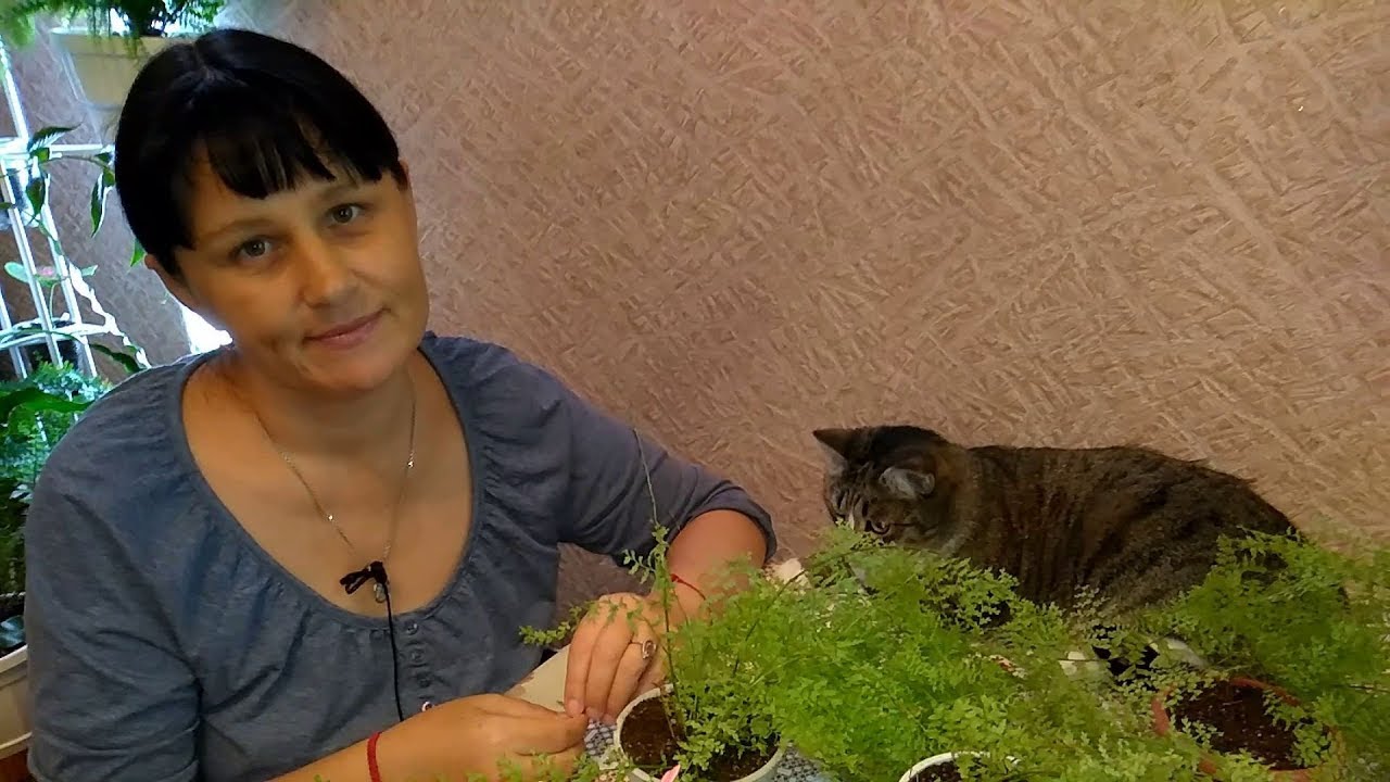 И снова деление папоротника ...