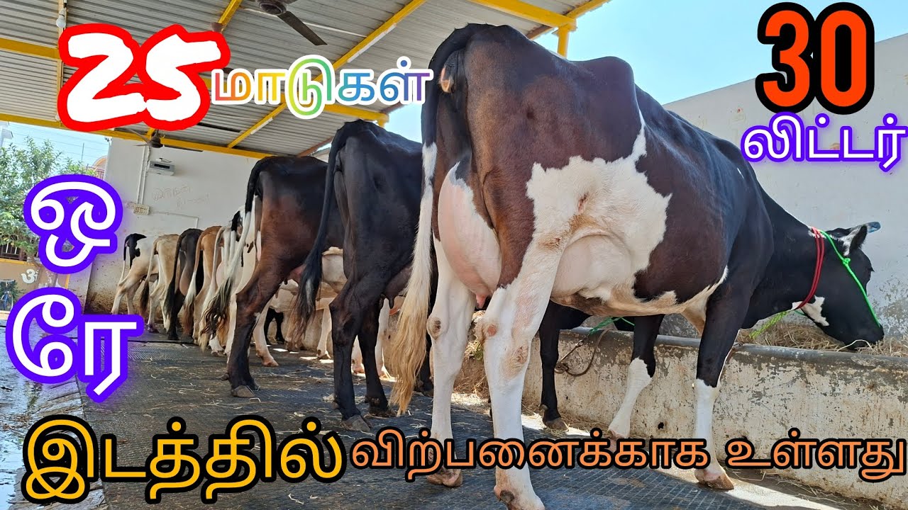 GOOD QUALITY MILKING cow for sales HF and JERSEY cow available Tamilnadu kerala#madusales#dairyfarm