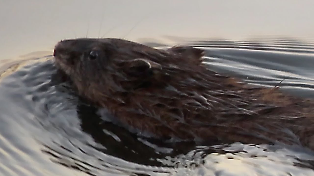 Muskrat Enjoying a Refreshing Swim in the Lake