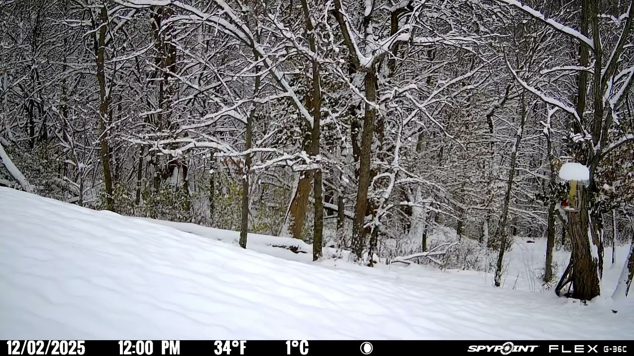 Trail Camera footage 12/02/2025
