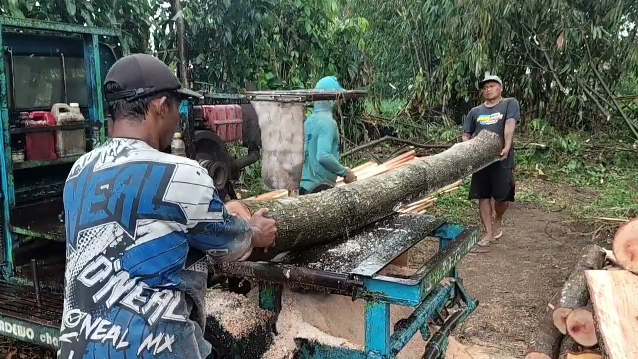 Penggergajian kayu mahoni berlanjut setelah hujan