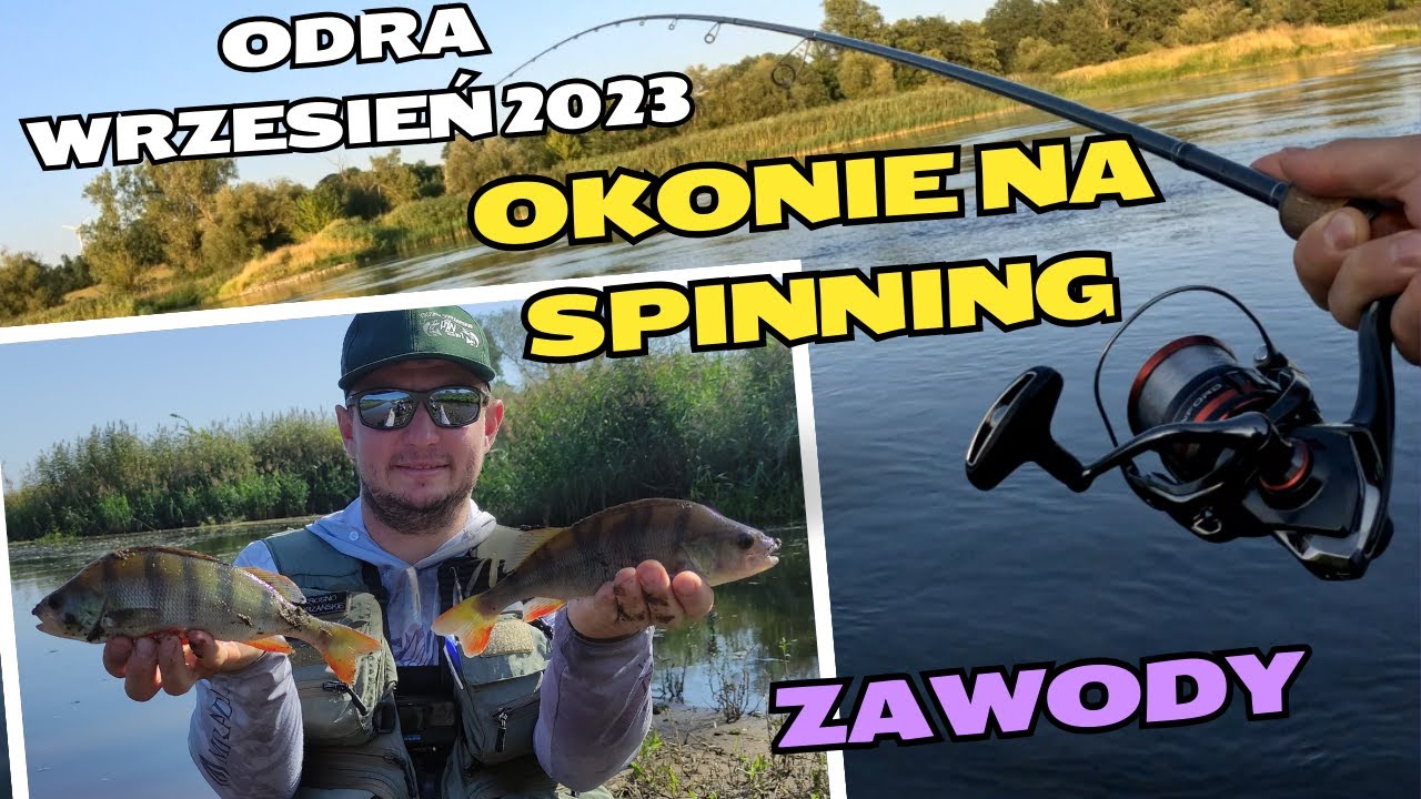 Okonie  na spinning\ Krosno Odrzańskie \ Zawody - ODRA wrzesień 2023