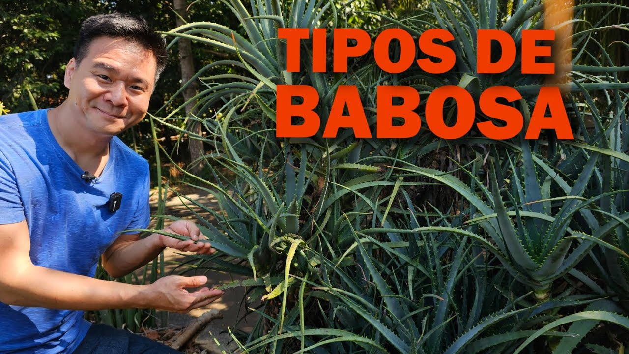 Tipos de babosa