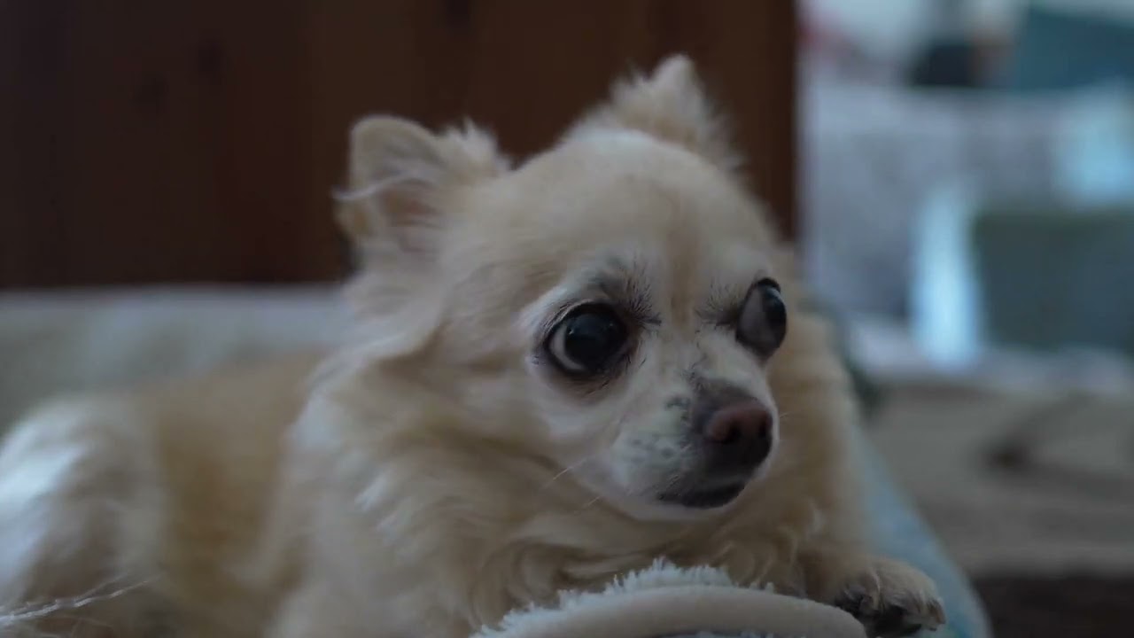 Texas Mailman and Dog Heartwarming News