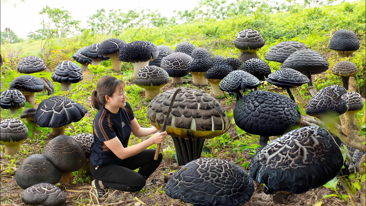 AMAZING ! Harvest Umbrella Mushroom Goes to market sell | Have you ever eaten this unique mushroom?