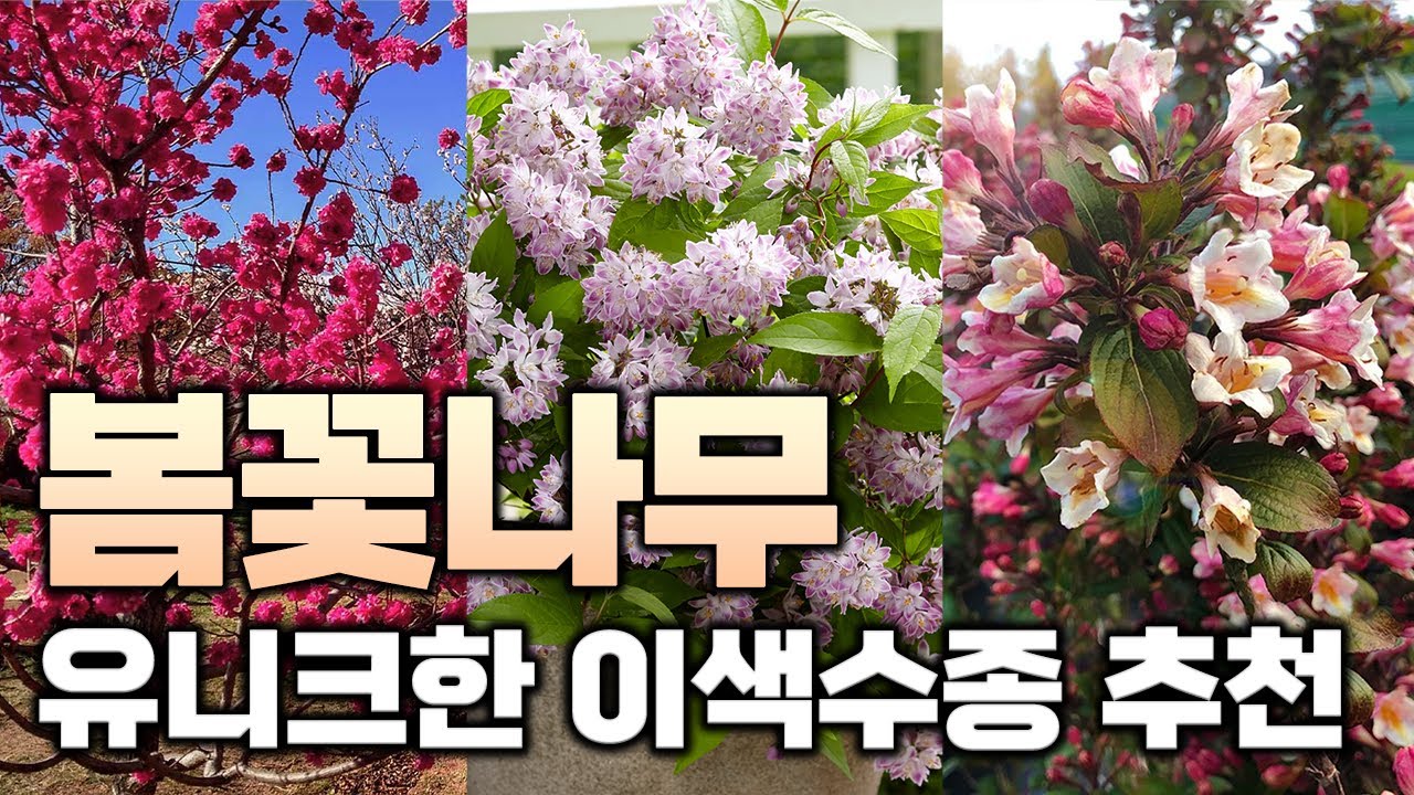 (댓글이벤트) 따끈따끈 신품종 포함 이색 봄꽃나무 6종을 소개합니다.