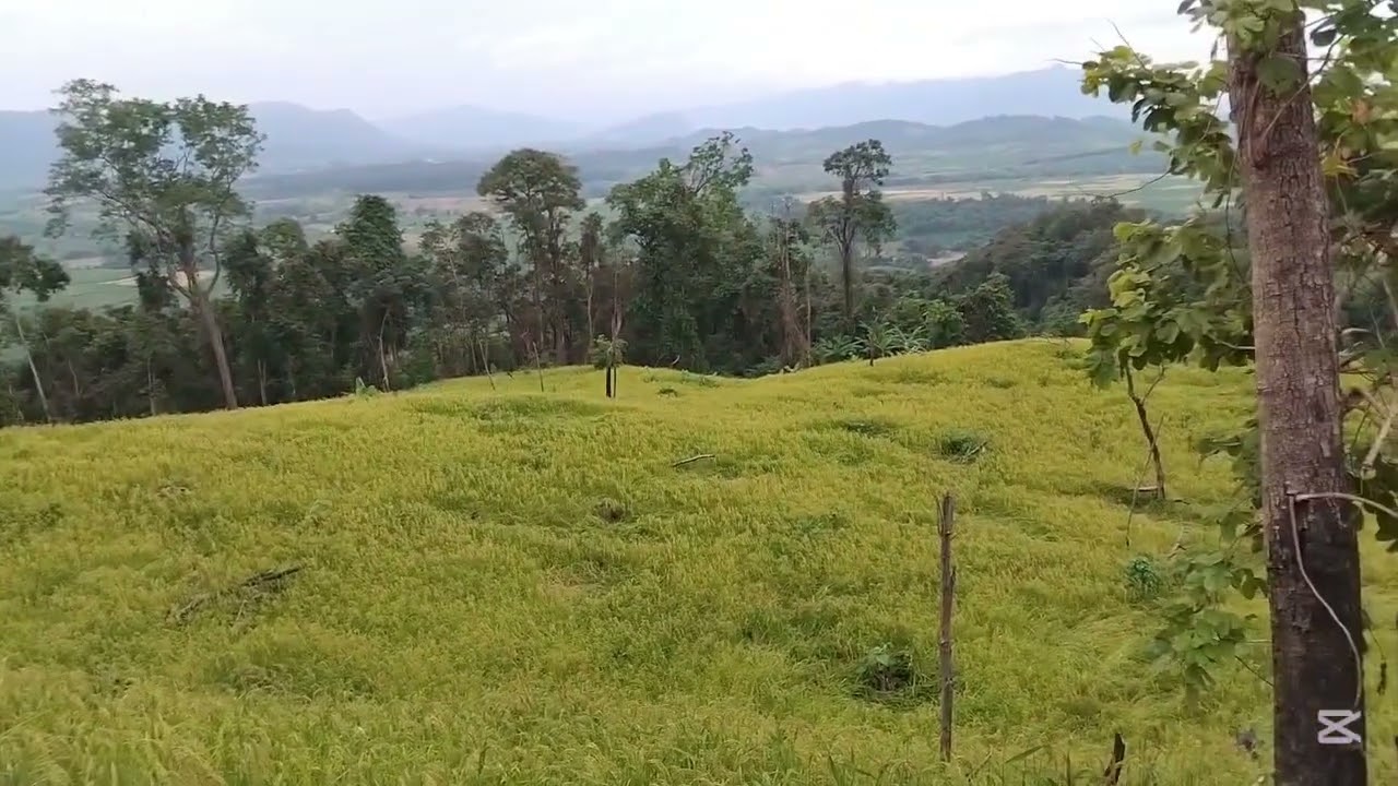 Xa rau tais Neng mloog