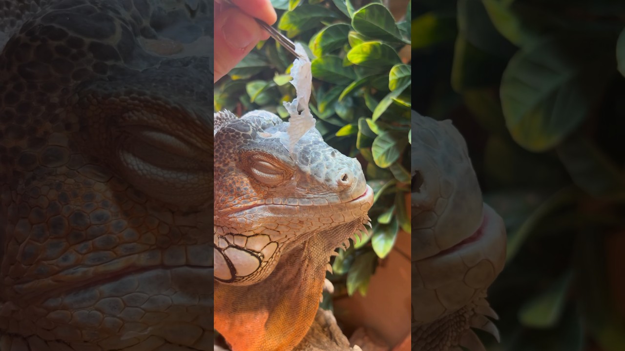 Shedding day 🤩 #satisfying #asmr #explore #foryou #youtubeshorts #shorts #shedding