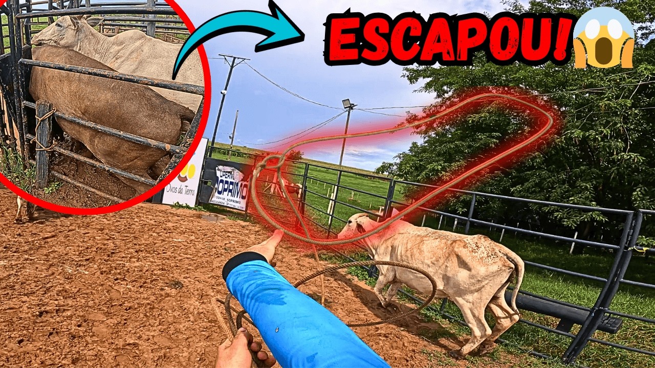 Laçando e Vacinando Gado na Arena de Rodeio do Carlos Zordan!
