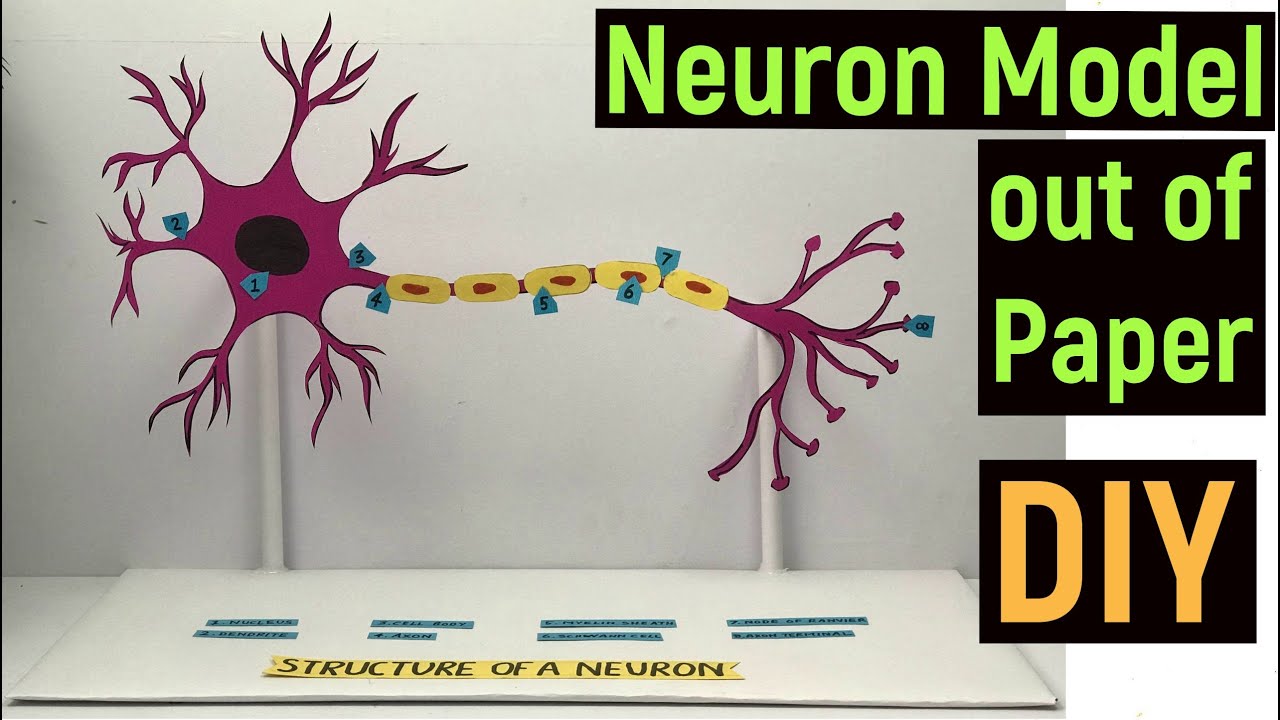 Neuron paper model for science exhibition | Easy paper model Neuron, Science project, #diyasfunplay