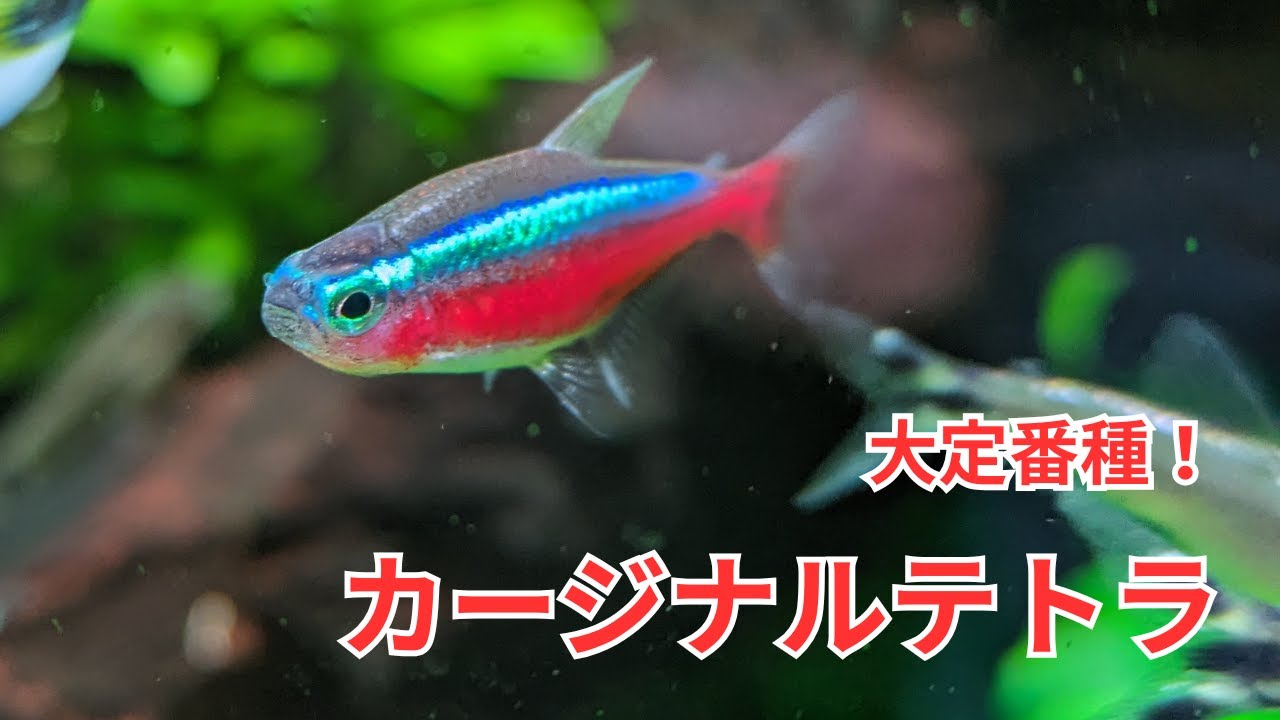 丈夫で綺麗で飼育しやすい大定番種「カージナルテトラ」をご紹介します！