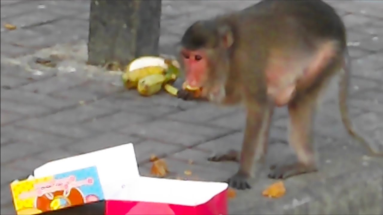 The Monkeys Who Hoard Doughnuts