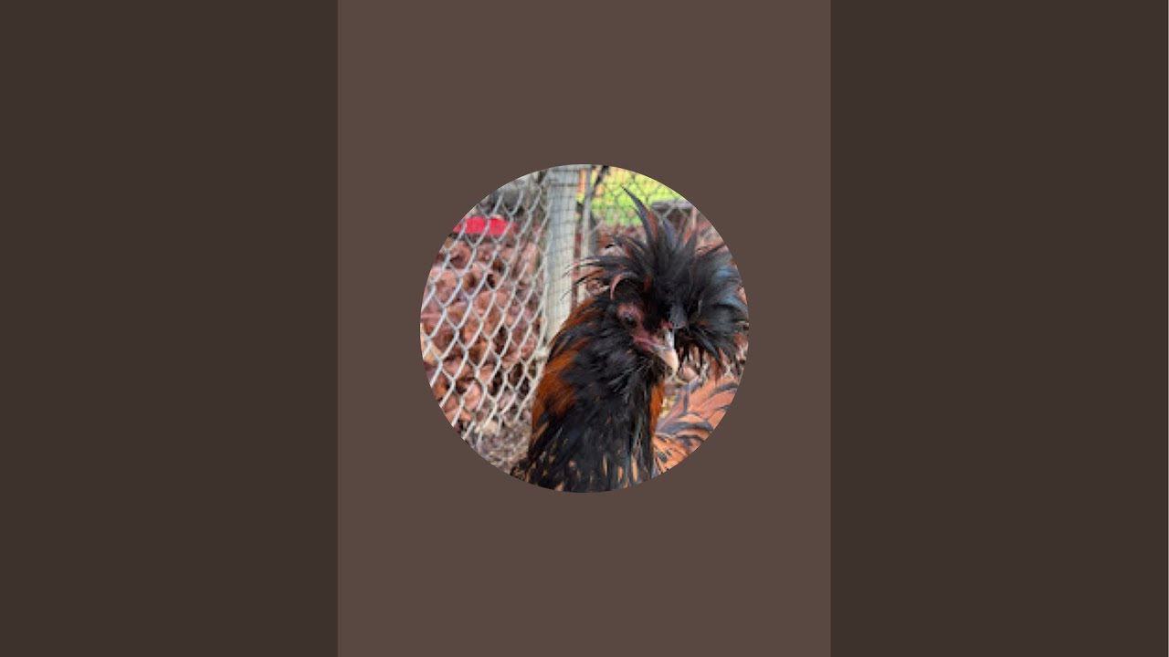 Chicken coop cam live.Jan.20 #chicken #birdwatching #backyardchickens #rooster #bunny #índiogigante