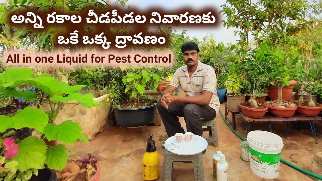 ఒకే ఒక్క ద్రావణంతో అన్ని చీడపీడలను నివారించండి || All in one pest control liquid ||