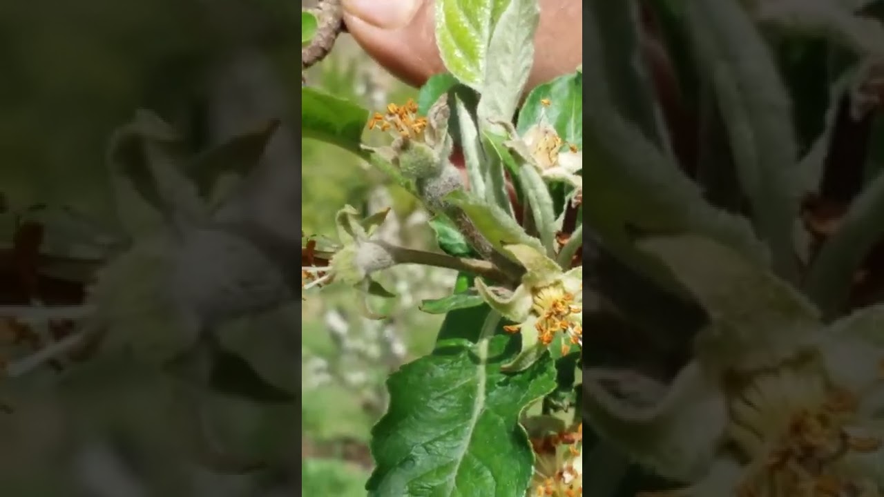 our petal fall spray shedual.....plz  checkout  in description.....
