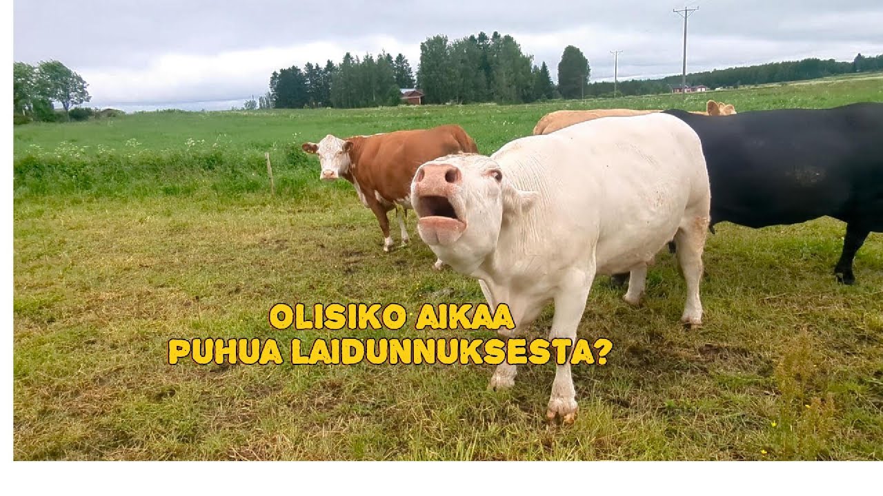 Laidunnushommia