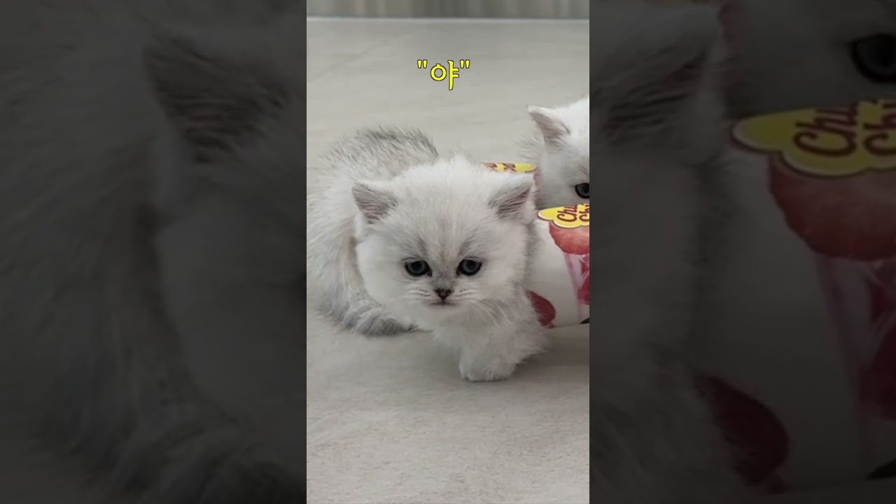 먼치킨숏레그 아기고양이 화이트데이 플러팅