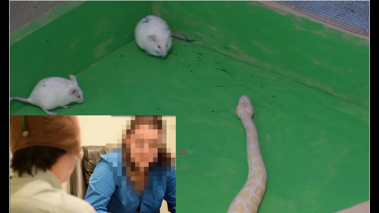 FILTHY FRANK VS ANIMAL RIGHTS