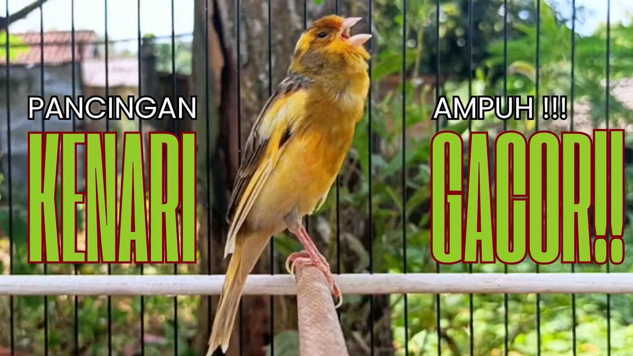 Pancingan Kenari GACOR panjang untuk Masteran Kenari PAUD & agar Kenari diam agar bunyi & gacor