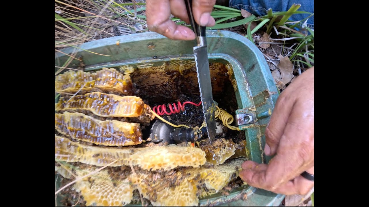 Defusing a Bee Hive... A VERY messy removal of a hive in an irrigation box!