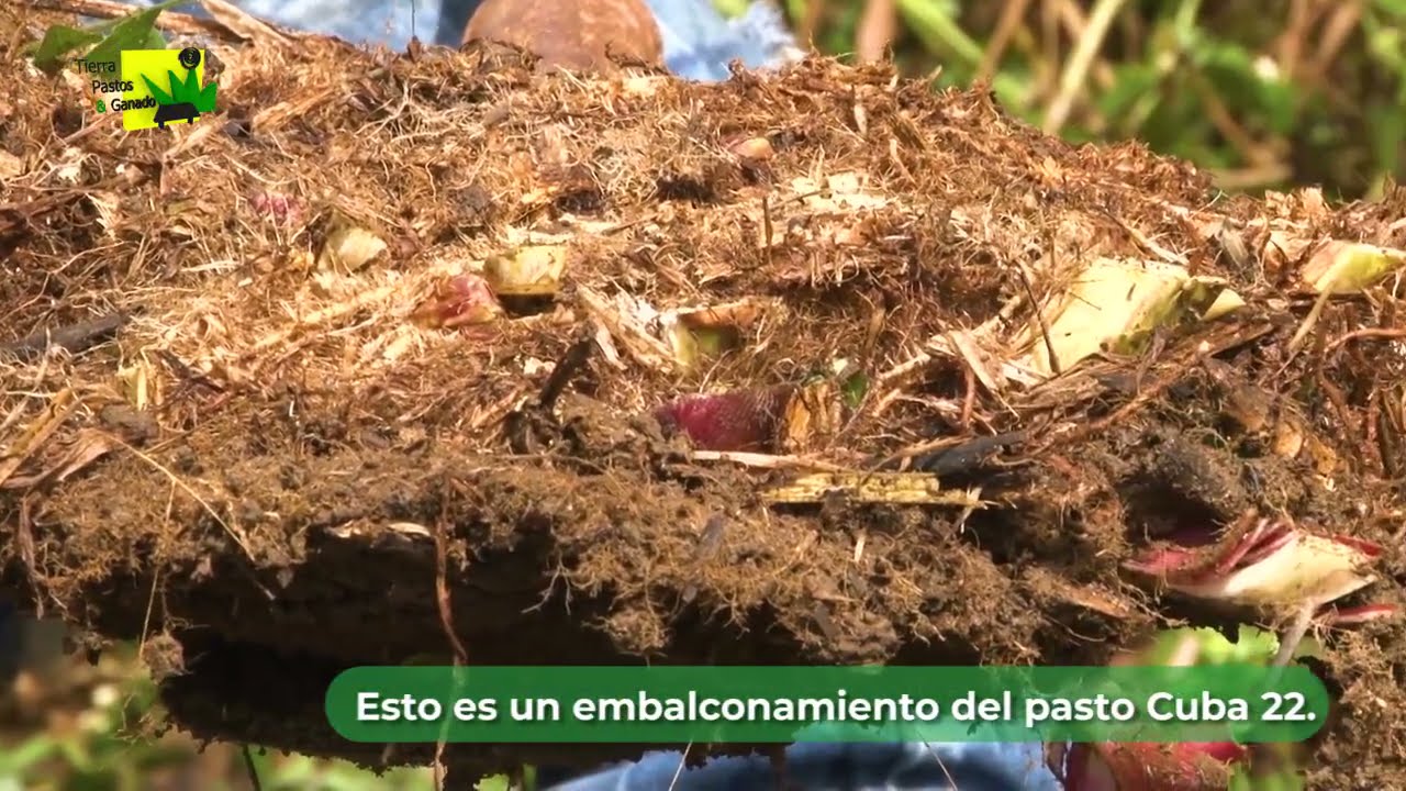 ¿Por qué no recomendamos sembrar pasto Cuba 22? | Tierra Pastos y Ganado