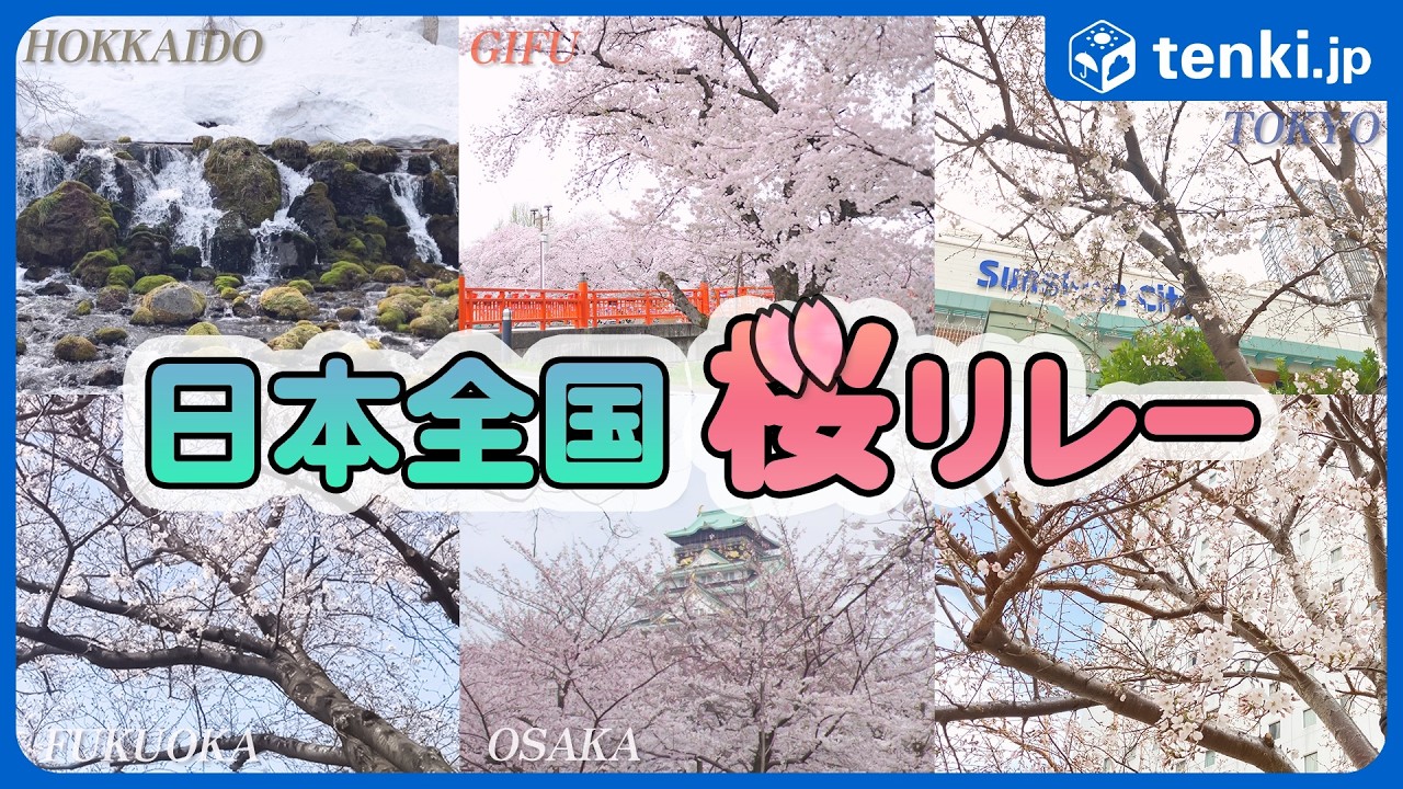 【桜開花情報2025】全国の桜の今をお届け！日本全国桜リレー