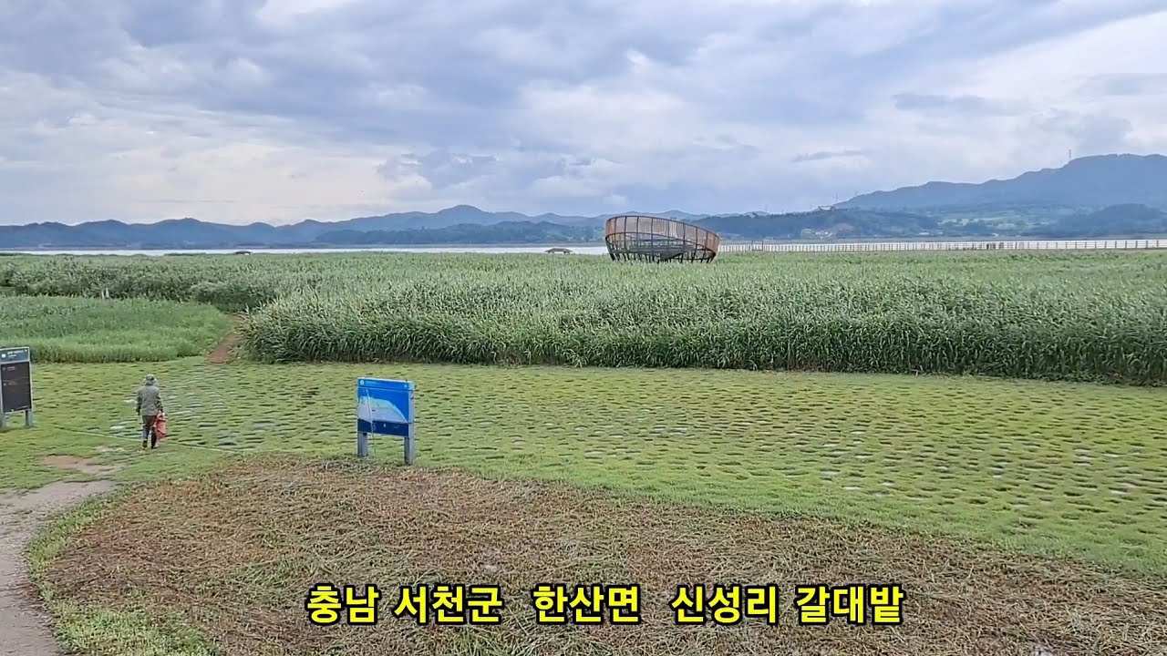 신성리 갈대밭