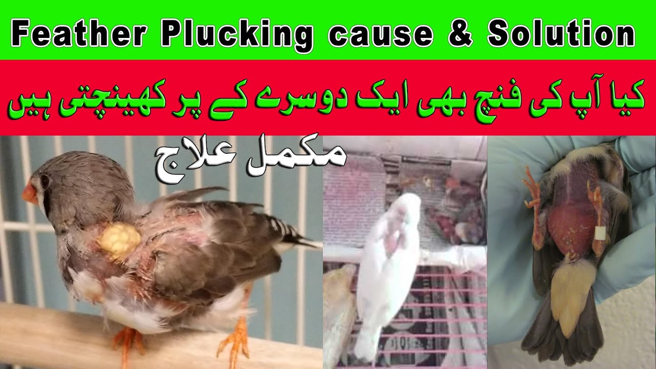 Finch feather plucking problem & solution | feather plucking issue