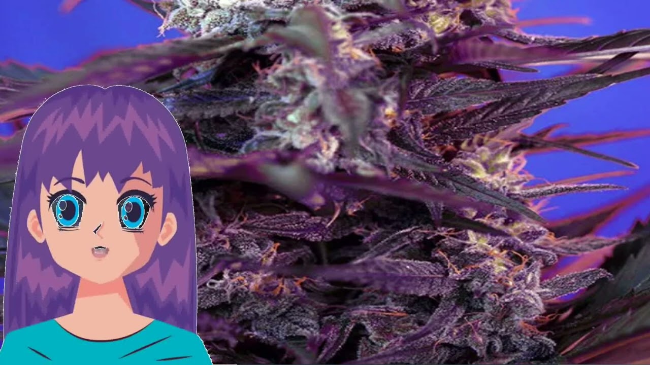 Bloody Skunk Auto &ndash; Sweet Seeds