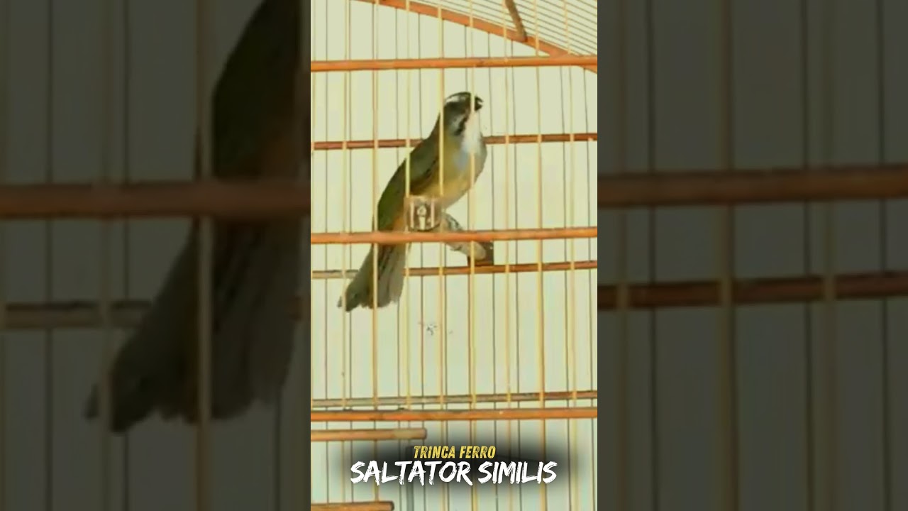 Trinca ferro canto 4 notas paraná cantando firme para testar seu Trinca !!
