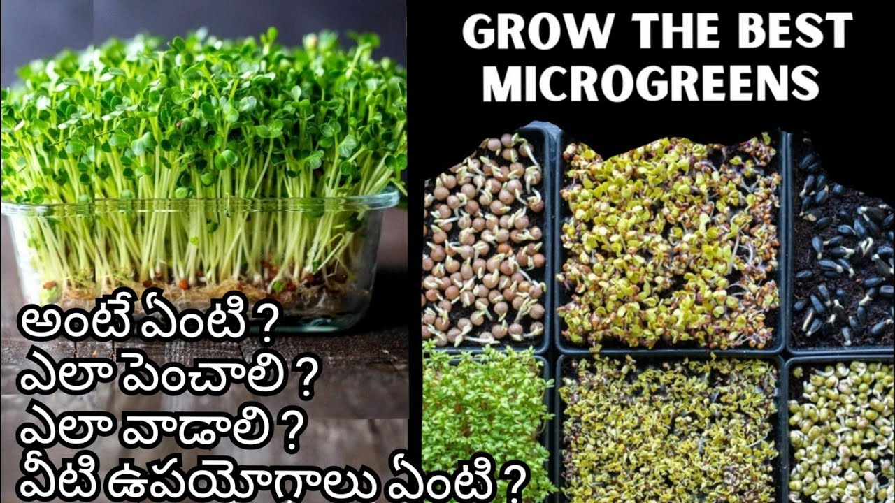what is microgreens in telugu |what are microgreens|ways to grow microgreens|how to grow microgreens