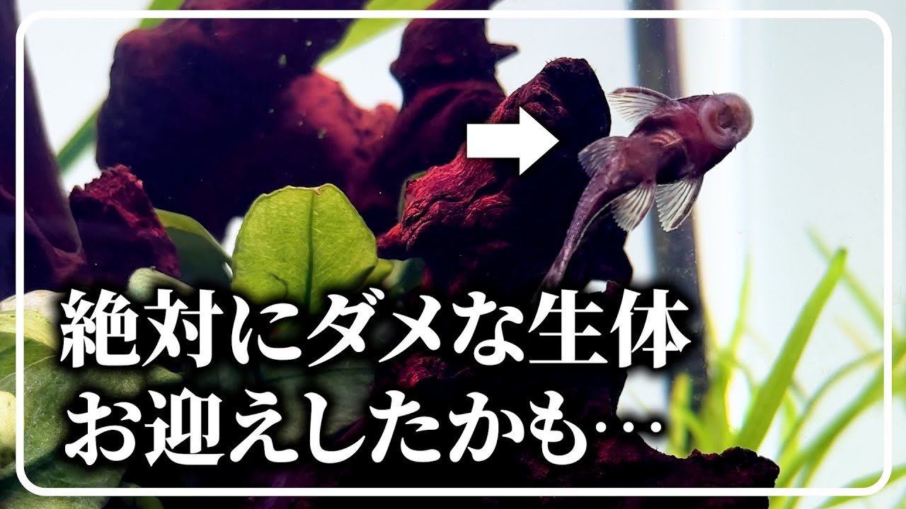 水草水槽に入れちゃいけない生体を迎えたかもしれない【60cmニムファ水槽ep2】