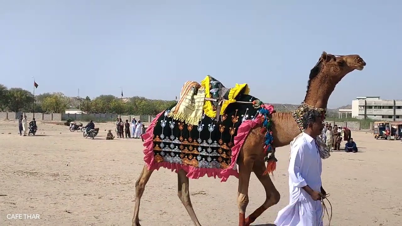 heavy weight camel in unt mela #animals #camel #cameldecoration #cameljewellery #domesticanimals