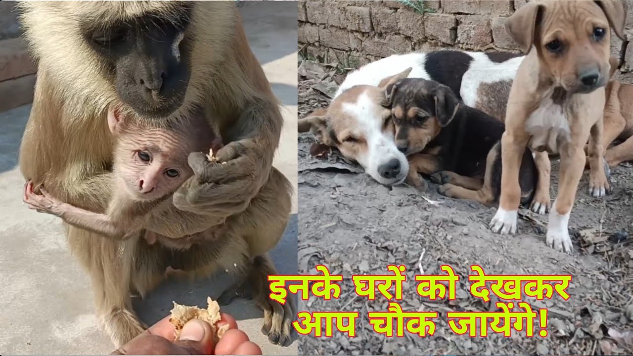 🤔इनके घर बहुत ही ख़तरनाक है😮// Punjan ke vlogs  #dailyvlog #monkey #dog #desivlog 