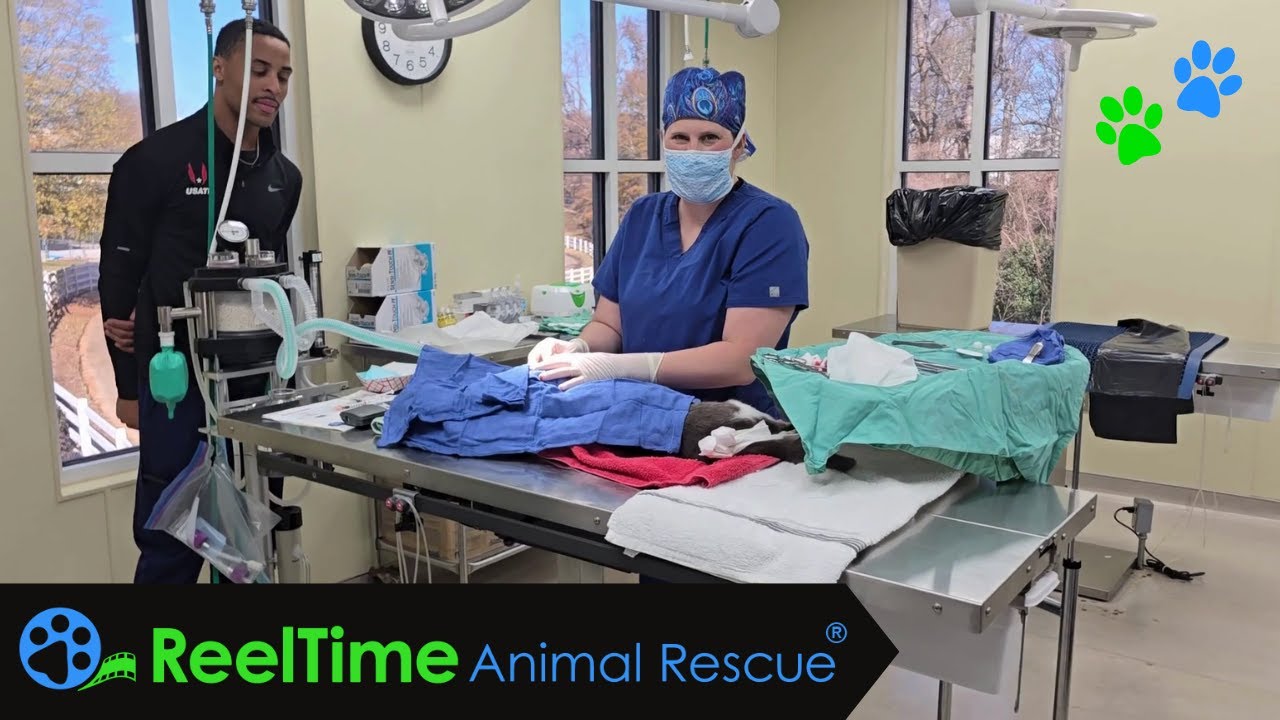 One Small Clip, One Giant Leap -The Magic of TNR |  The Mickey and Mouse Project