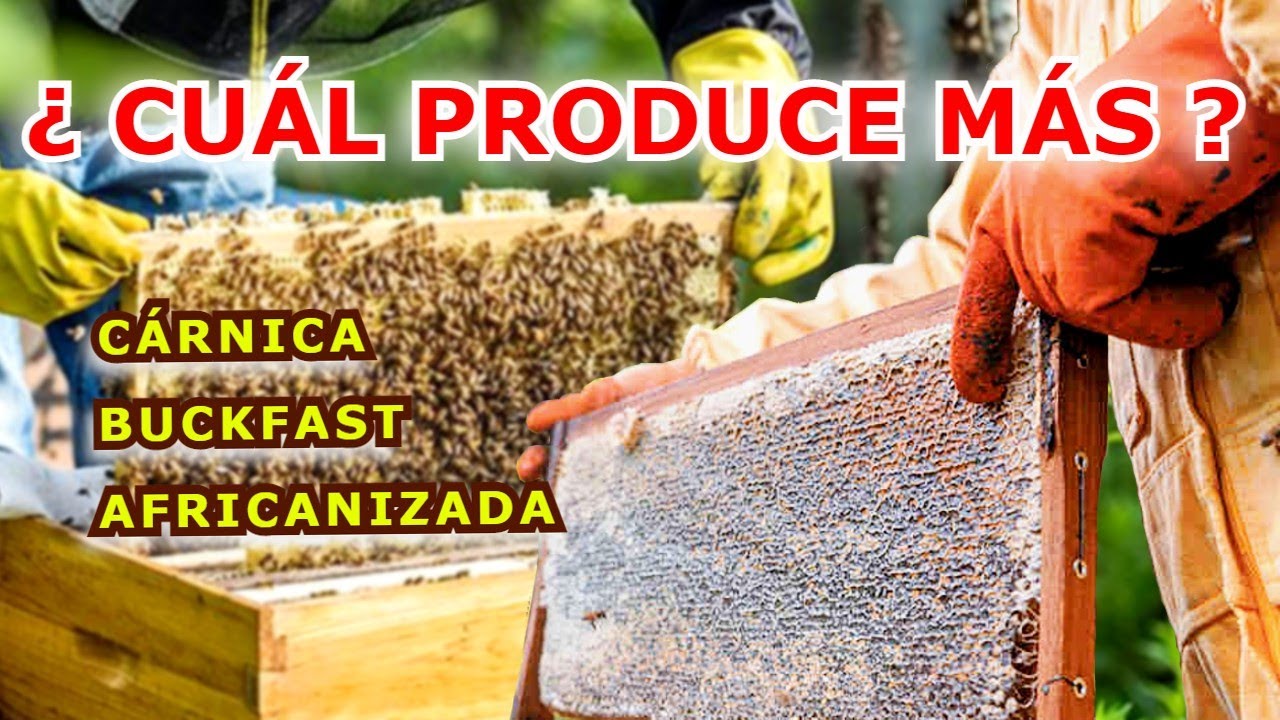 Importa la RAZA en las ABEJAS | Cárnica Buckfast Africanizada