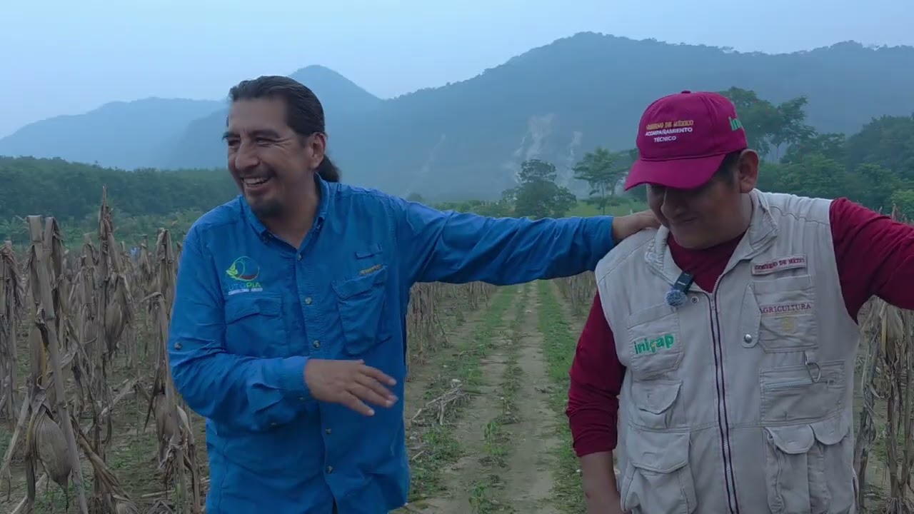 Maíz criollo al 50% del costo del convencional