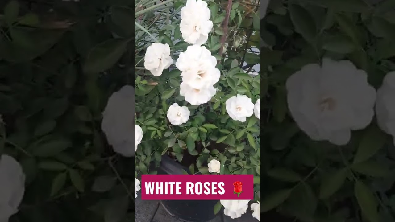 white roses #garden #whiteroses #roses