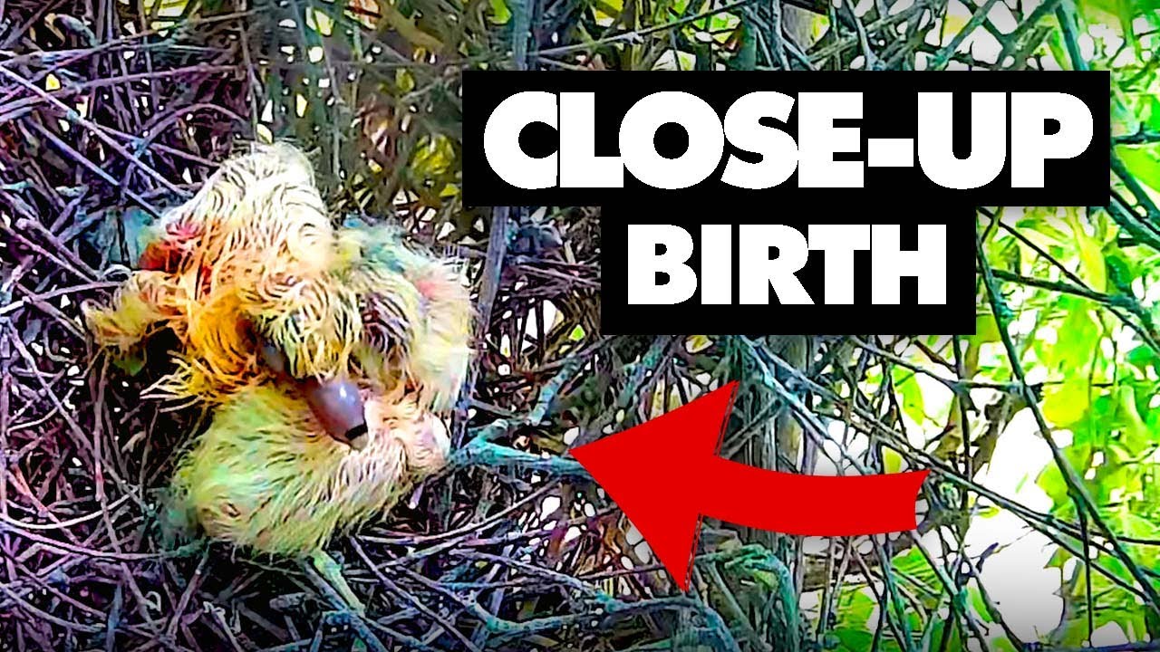 Close-Up Baby Wood Pigeons Hatching