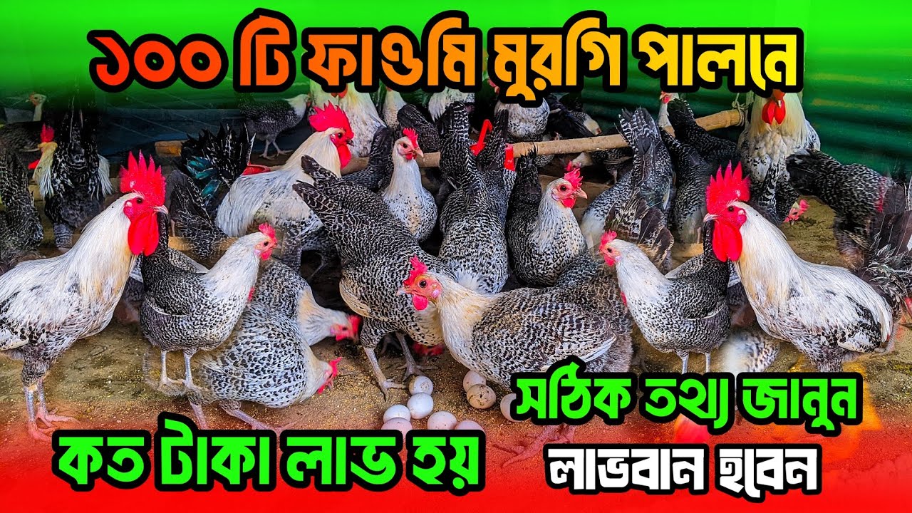১০০ টি ফাওমি মুরগি পালনে কত টাকা লাভ হয় | ফাওমি মুরগি পালনে লাভ লস | ফাওমি মুরগি পালন পদ্ধতি