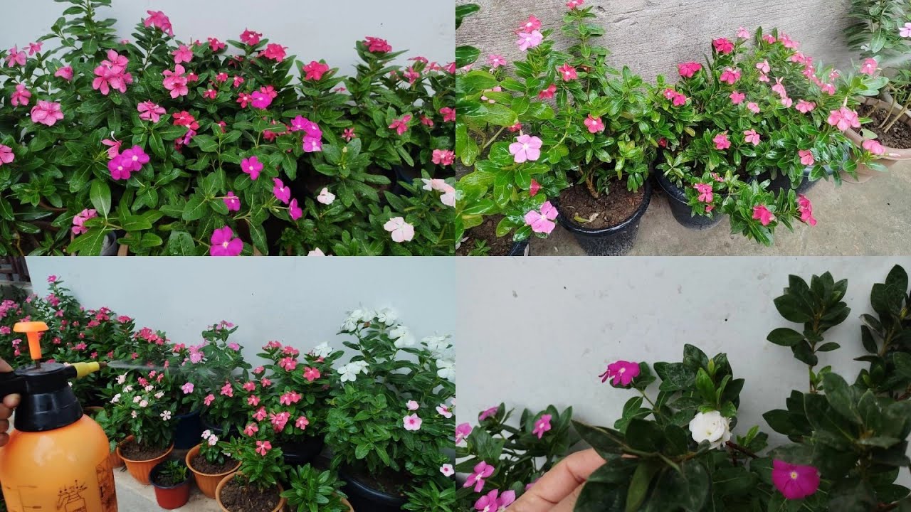 Saheb lei masa nong chubadagi pattanabagi hidak(fungicide) kapthokpa