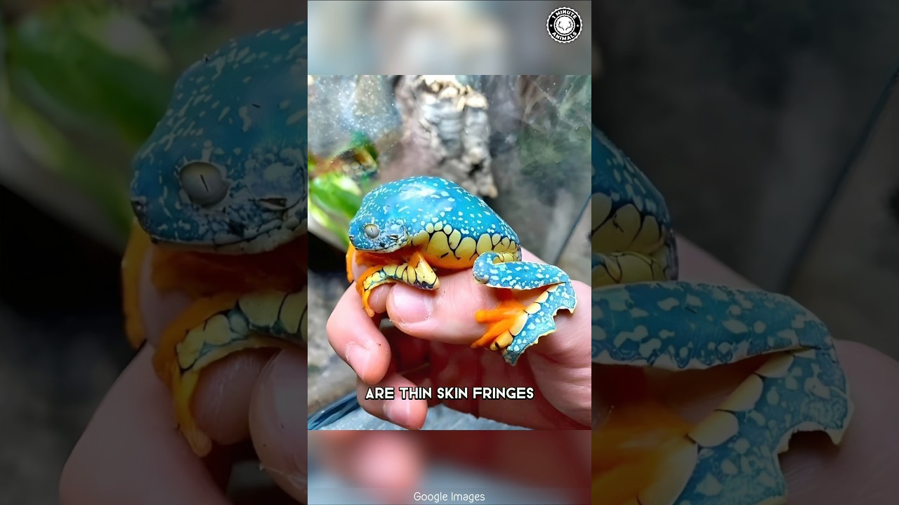Бахромчатая листовая лягушка 🐸 Эта лягушка выглядит НАРИСОВАННОЙ!