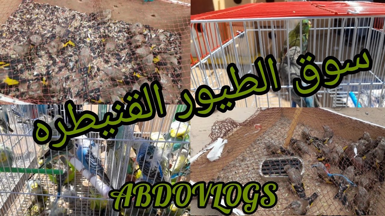 سوق الطيور قنيطره الاحد 30 يونيو.😱😱 فراخ الحسون تغزو السوق والاثمنه في متناوله الجميع🤫🤫😘