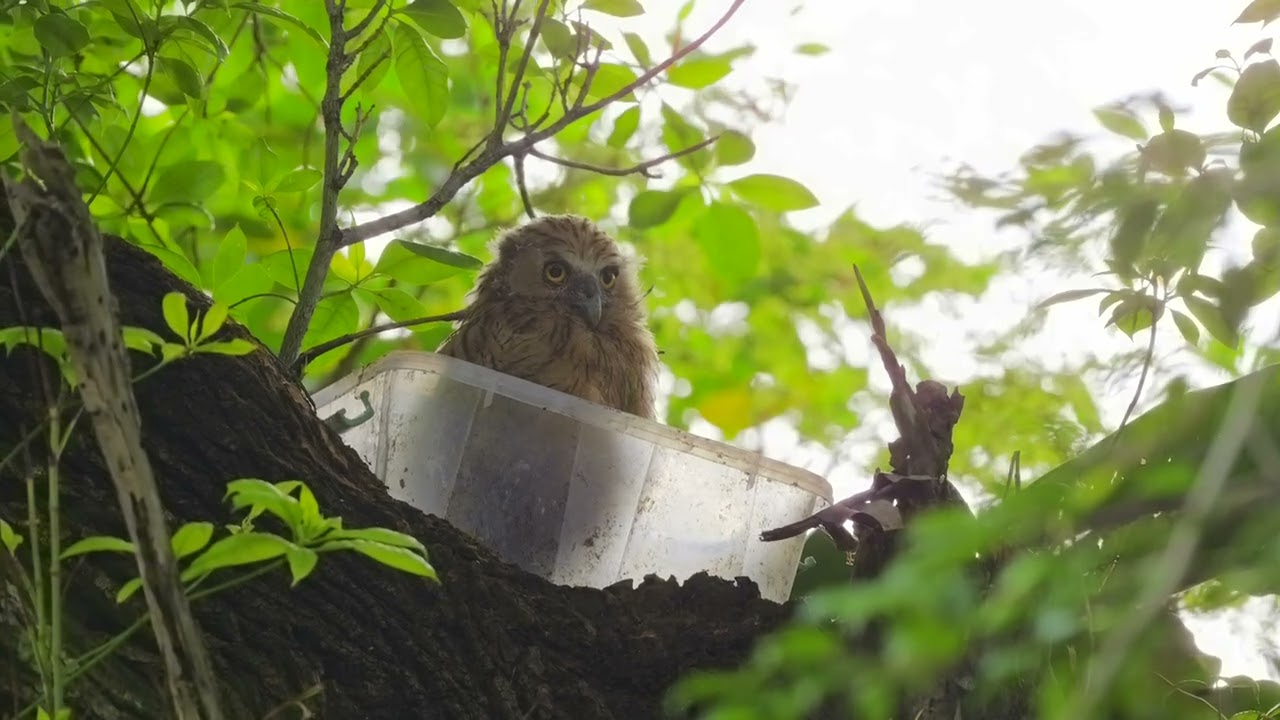 Buffy Fish Owl at Hampstead Park July 26th 2025   4K