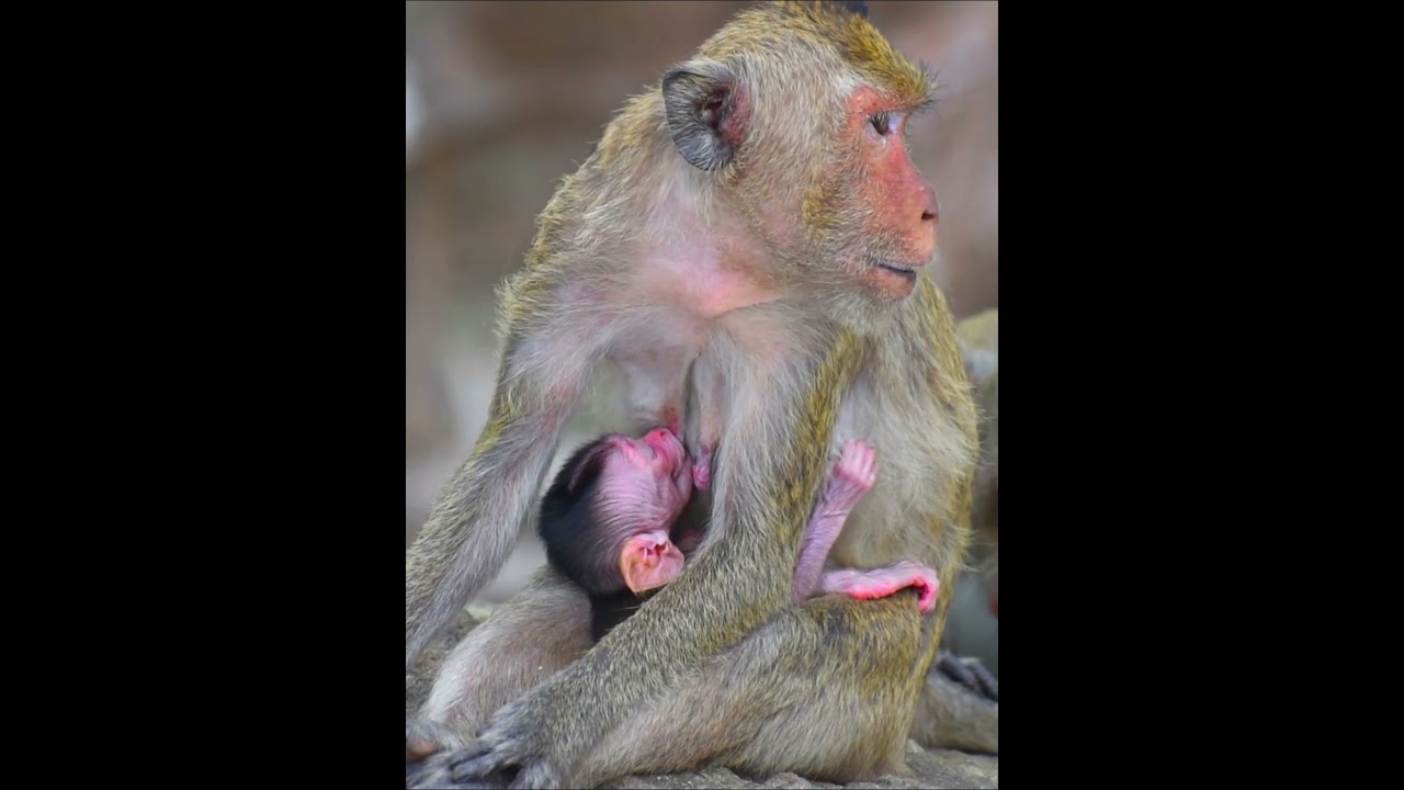 Very nice mini baby monkey