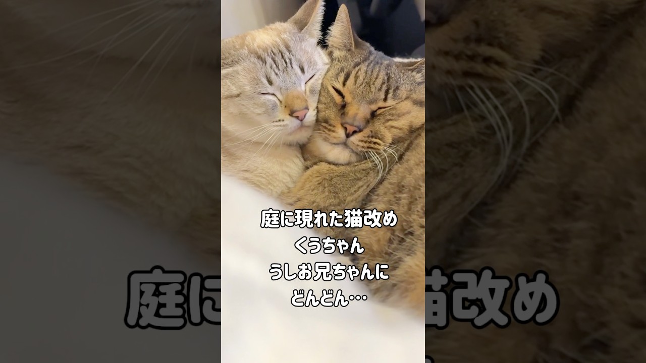 元野良猫くう｜先住猫うしおが好き過ぎてこうなりましたw 