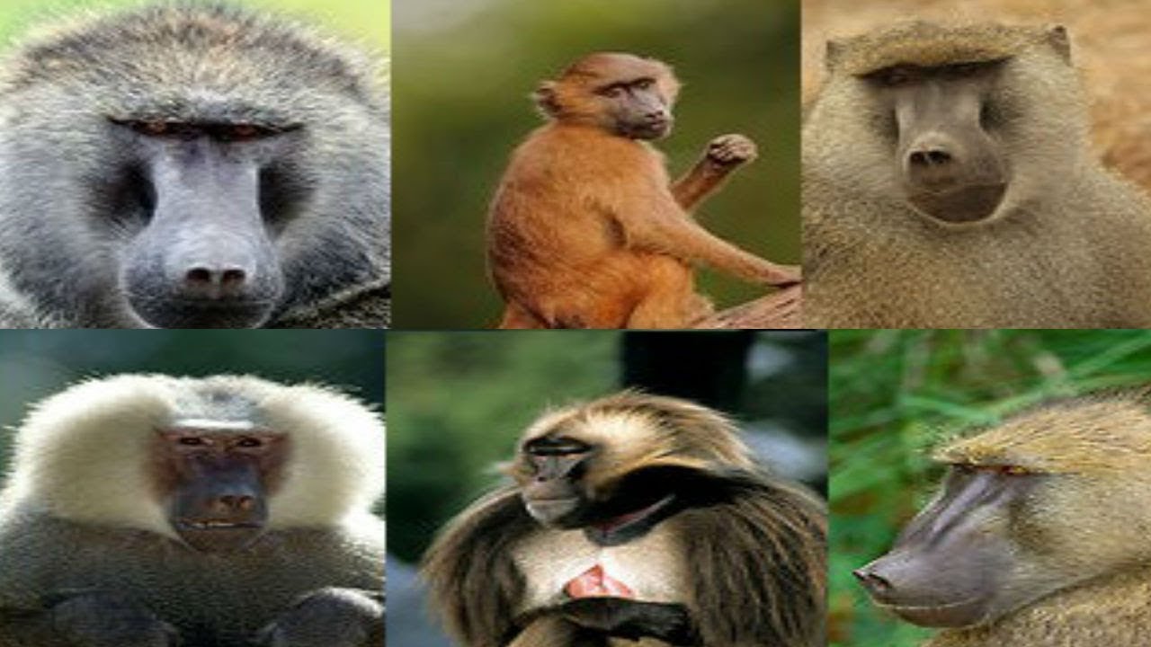 All Baboon Species - Species List