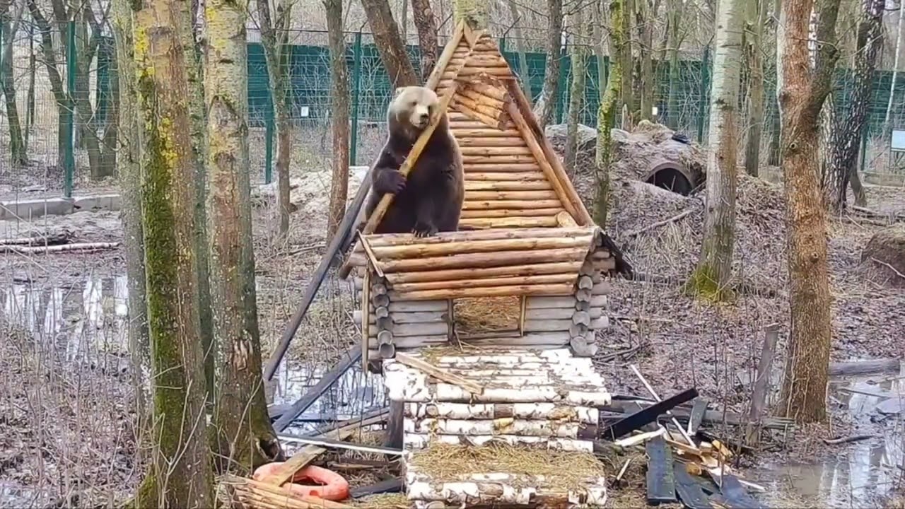 Mansur bear Медведь Мансур дом строит