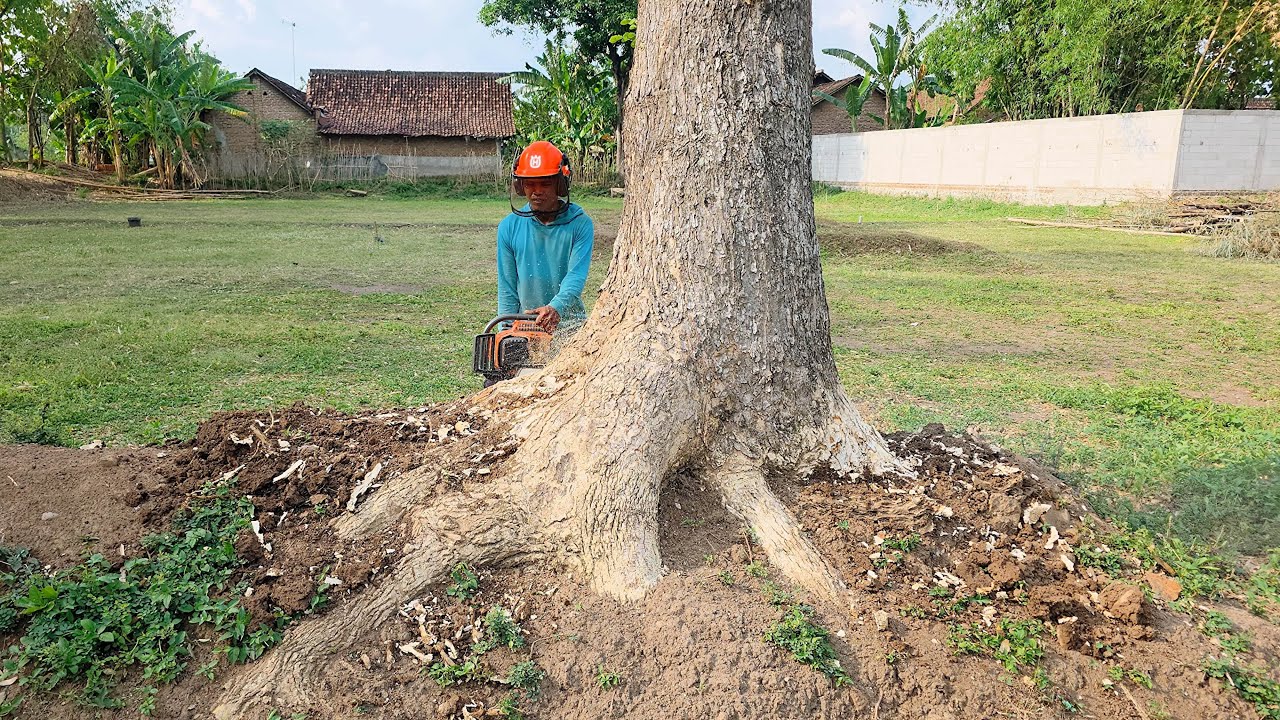 Without difficulty these 2 trees are easily knocked down‼️